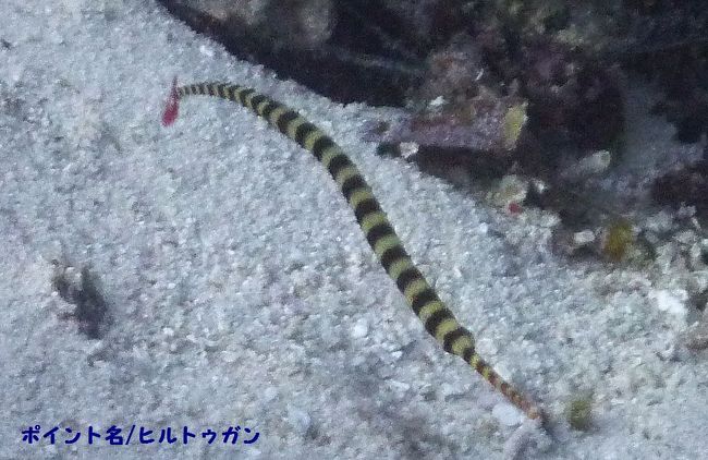 クネクネかわいいオイランヨウジウオ