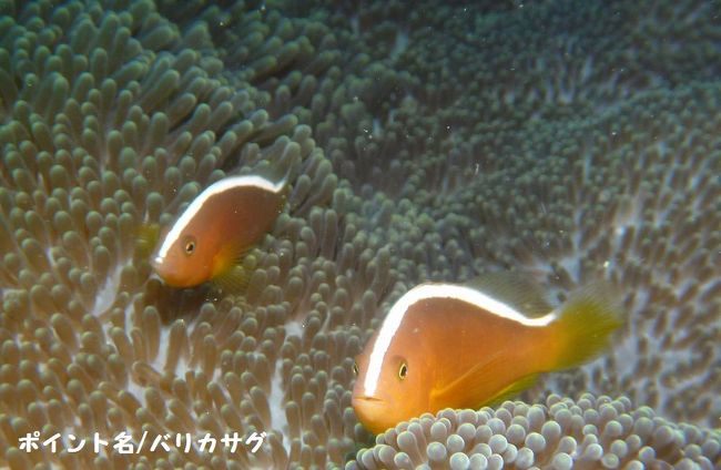 セジロクマノミ