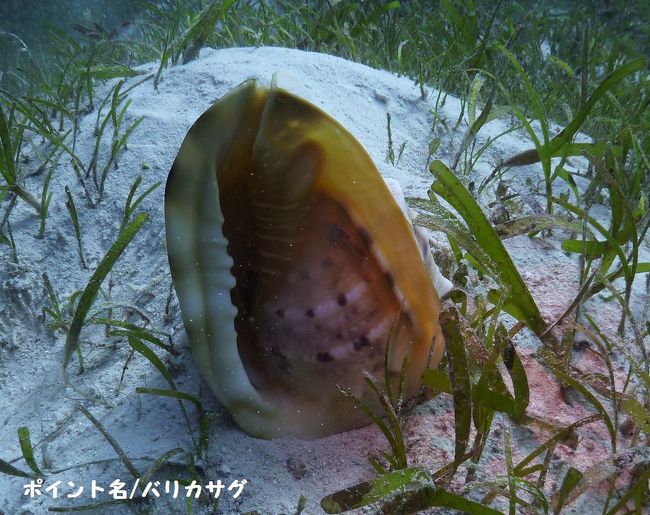 大きな貝！まずそうだが味はなかなか美味しいらしい