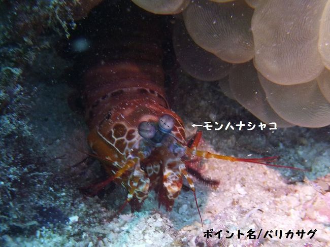 シャコが飛び回っていた。