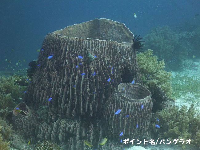 分別のゴミ箱みたいって、ダイバーじゃない友達に言われて、<br />新発想！面白い！商品化したら売れるかも！