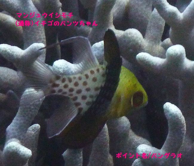 イチゴのパンツはいててかわいい〜