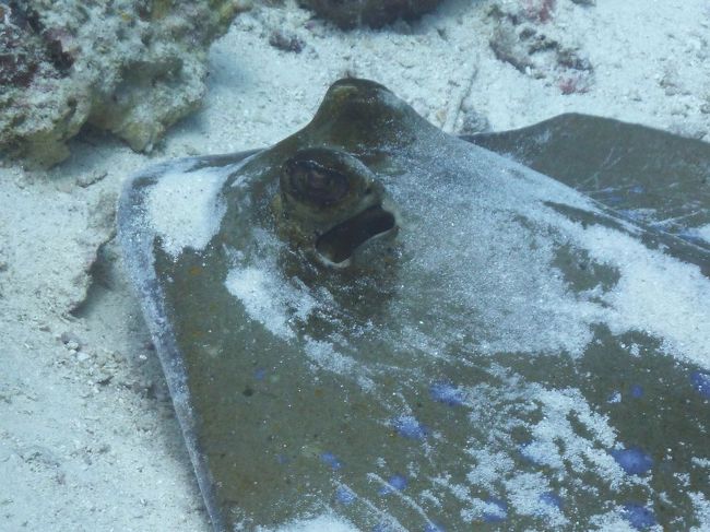 カビラオにいた恥ずかしがり屋のエイ。近づくとすぐ砂をかぶって<br />隠れようとするので、かわいい模様が見えません☆