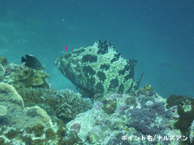 でかいハタ。いっぱいいたよ〜おいしそう！