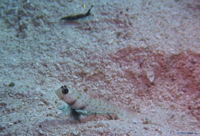 ハゼを撮っていたのに、その奥にいるウミウシの方が<br />気になってしまう面白い写真