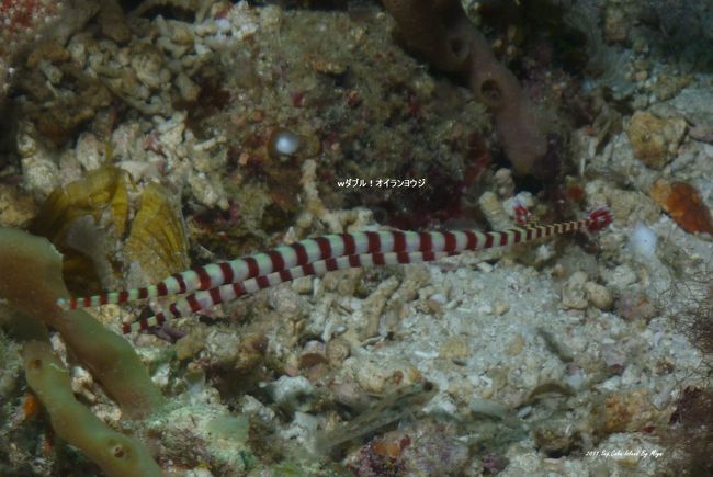 ダブルオイランヨウジウオ！きれいなストライプだ
