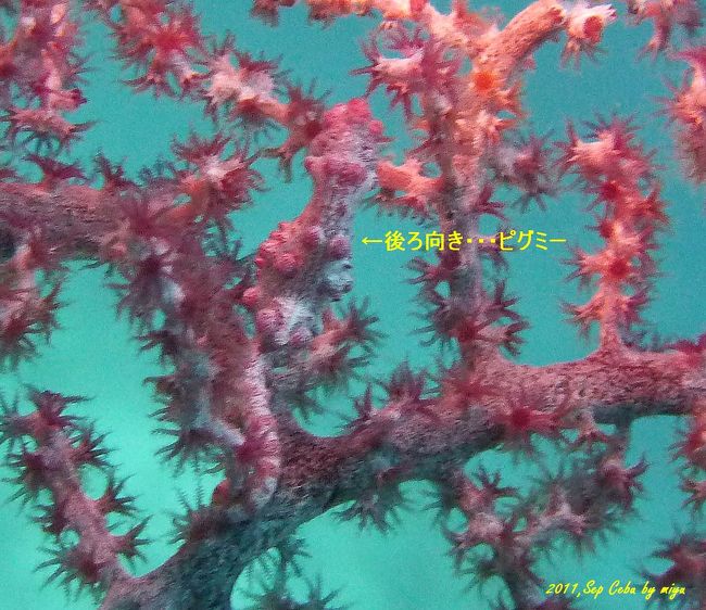 ピグミーかなり嫌がってた。ごめんね！でも、撮影したかったの！