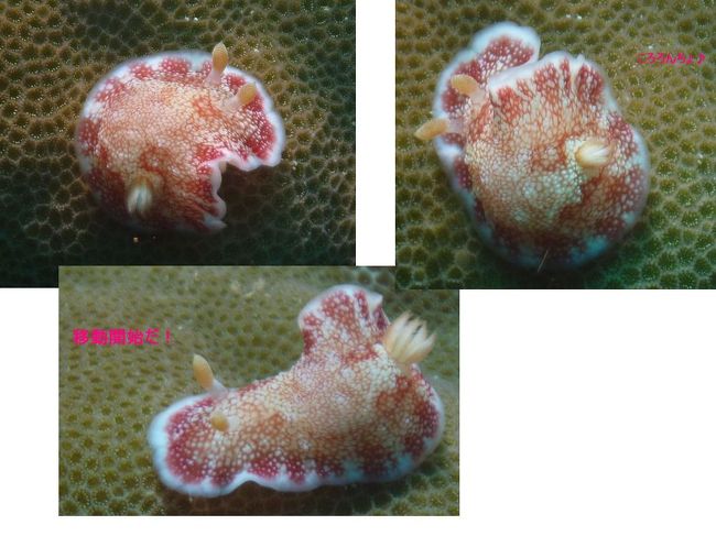 ウミウシのいろんな形になる面白いやつ！<br />すごい以外に動くし、遅いけど行動派だよ