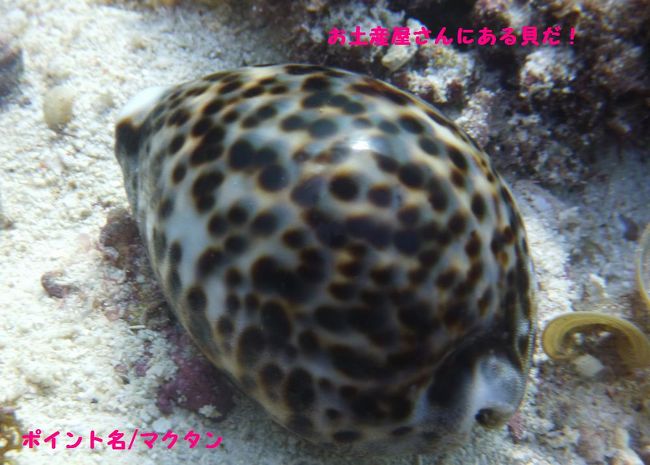 ホントはもって帰りたかった！だけど、なかみ生きてるし､､､<br />すっごいかわいい貝！