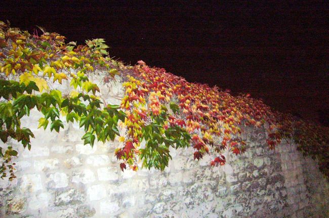 モンマルトルの塀にからまる　つた　も紅葉しています。<br />秋ですね〜！