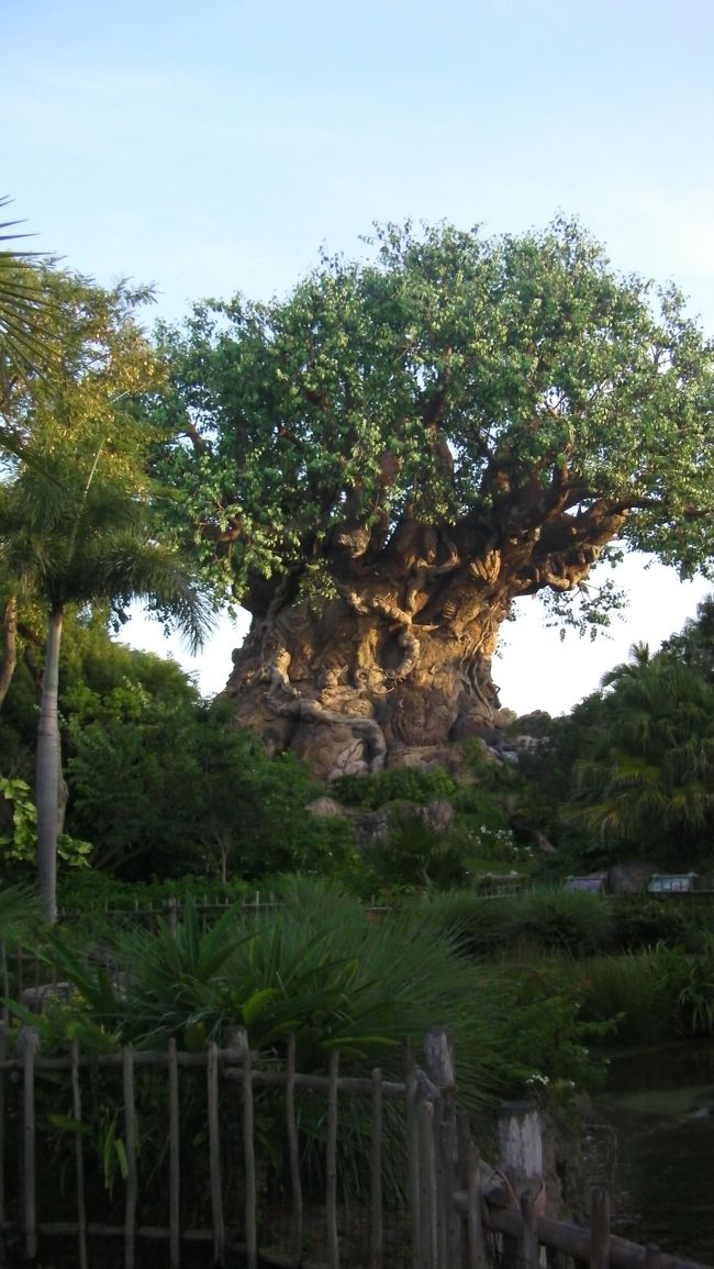 アニマルキングダムの象徴。この樹の下で「イッツ・タフ・トゥ・ビー・ア・バグ！」の３Ｄショーが楽しめます。