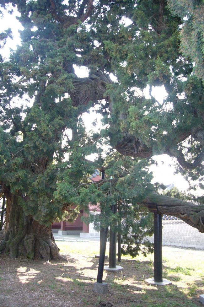 案内のコースは曜日によって違う場所を見せてくれるそうです。<br />日本から韓国の妃になった李 方子様が晩年に住んだ家は、奥の方にあるそうで、木曜日に案内すると言っていました。<br />次は木曜日に来てみたいです。