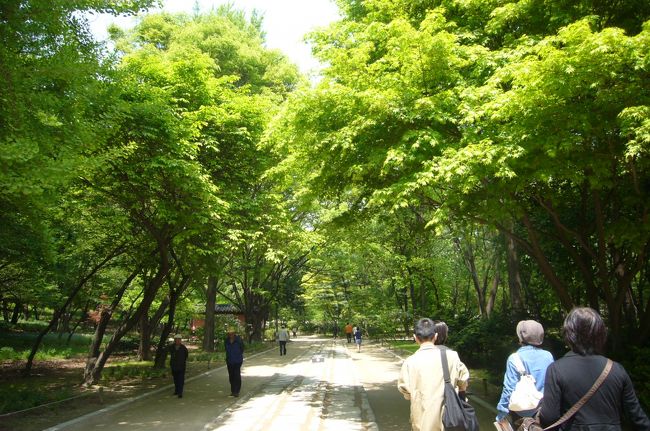 新緑が綺麗です。