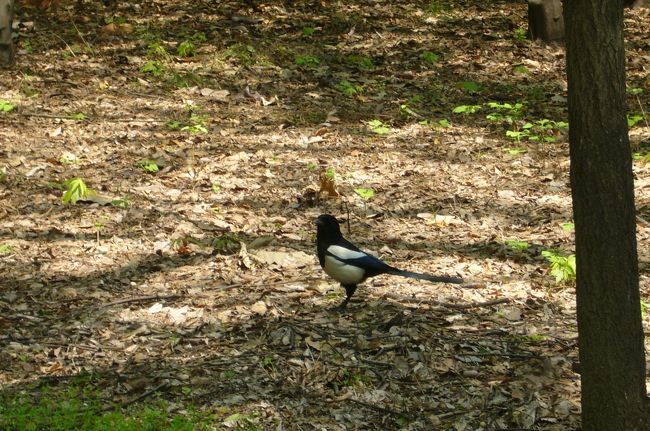 韓国のカラスみたいな鳥。<br />神様の使いといって神聖らしいですが、<br />頭が良くて、なかなか大変！とのこと。