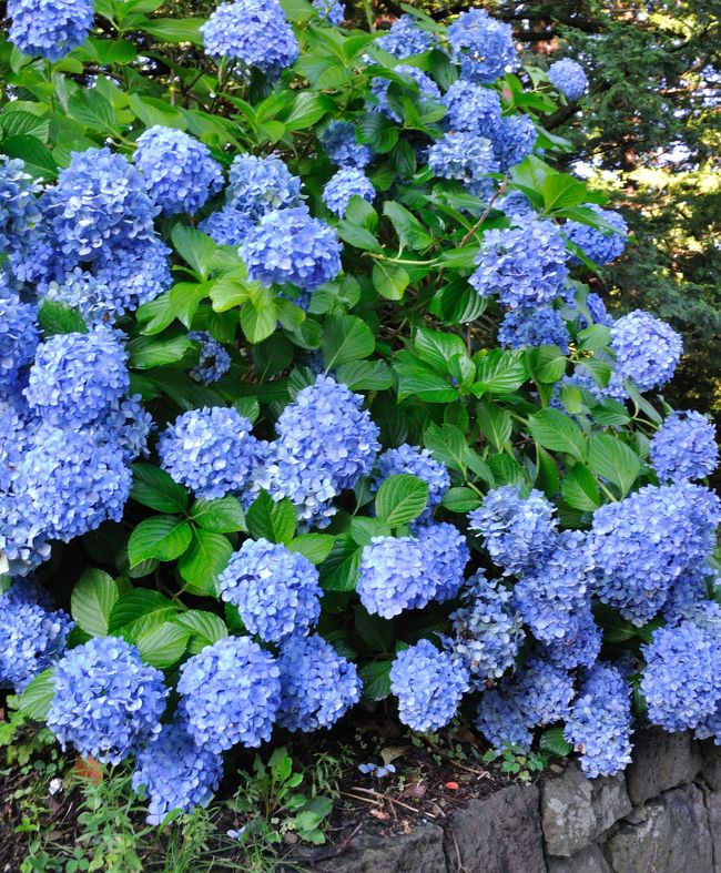 ８月２６日なのにアジサイ満開でした。<br />アジサイと言えば梅雨の花。<br />ちょっと妙な感じです。<br />