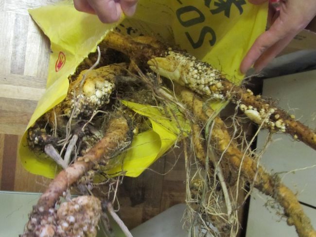 自然薯<br /><br />初めて見た。