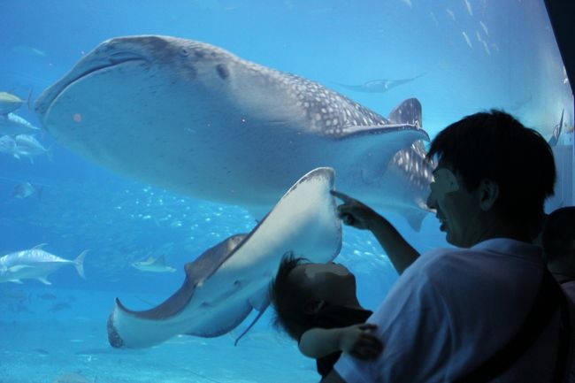 ジンベイザメとマンタのコラボに、首を反らして見入る息子。