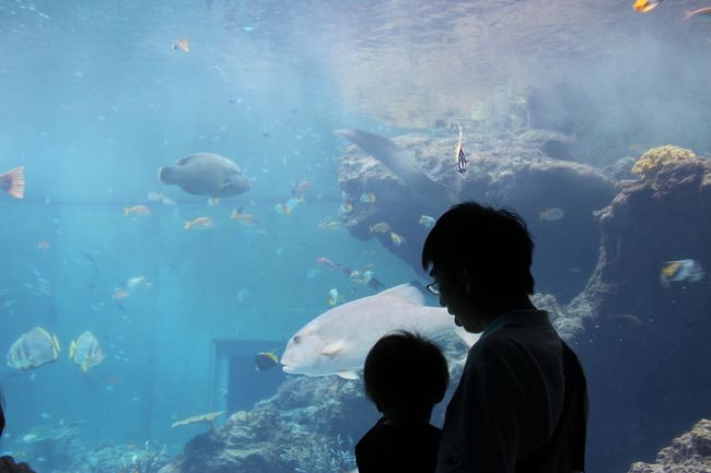 以前にも水族館へは行ったことがあって、その時目をキラキラさせて水槽を眺めていたので、沖縄でも美ら海水族館へも行くことにしたのです。