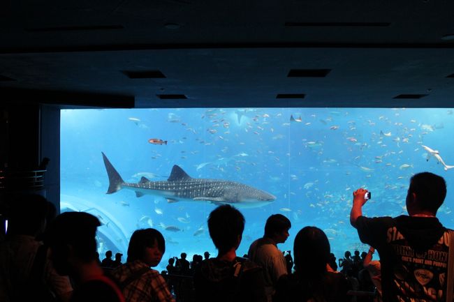 ジンベイザメ登場！でもちょうど餌付けの時間でものすごーく混んでいて、水槽の前には近づけず…。