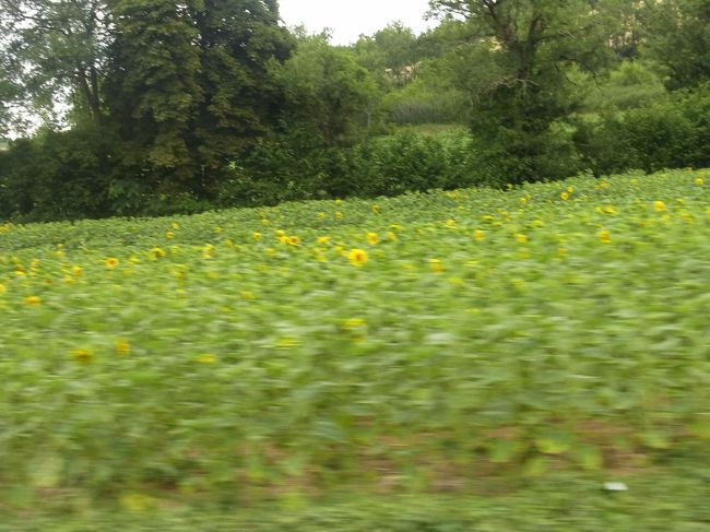 ＡＵＣＨから車を走らせていると、ひまわり畑が！