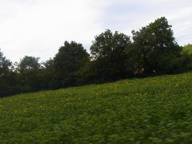 車のスピードでうまく撮れない〜＞＜<br /><br />６月にもう咲くのね。