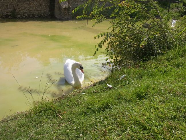 おお、白鳥！<br /><br />ブルージュに続き、ここで見るとは！