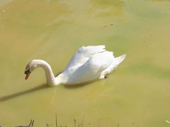 優雅に泳いでる＾＾