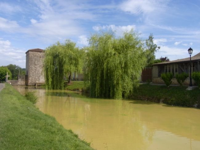 垂れ下がった枝が、またいいわ〜。