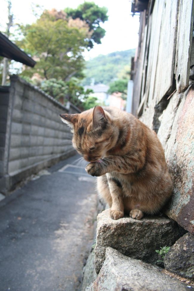 よく猫を見かけました