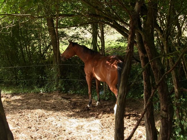 pavieという村の方に行きました。<br /><br />なんと馬が・・・！