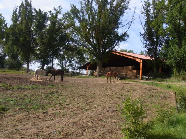 しかも何頭もいるじゃないですか！