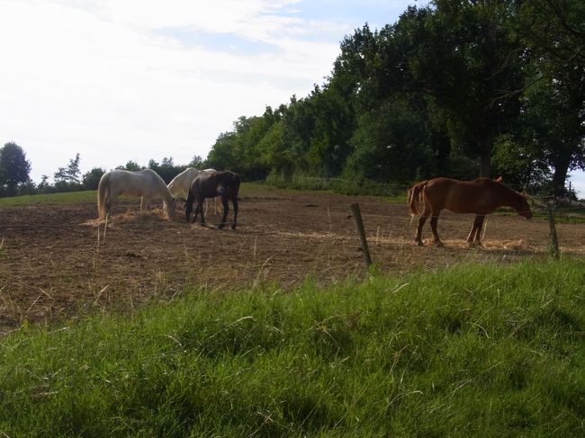「馬のいる風景」だわ。<br /><br />