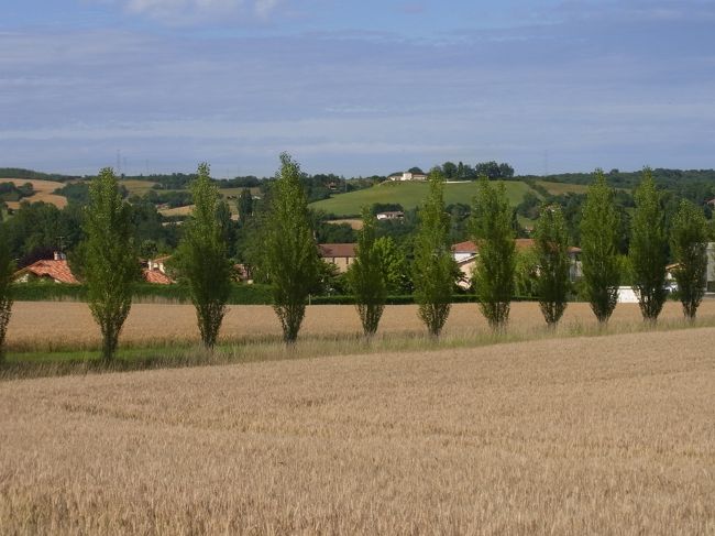 奇跡的にいい写真が撮れました！<br /><br />このまっすぐ並んだ木々が最高！