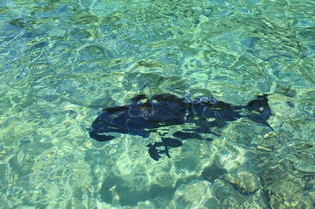 ジャックフィッシュ