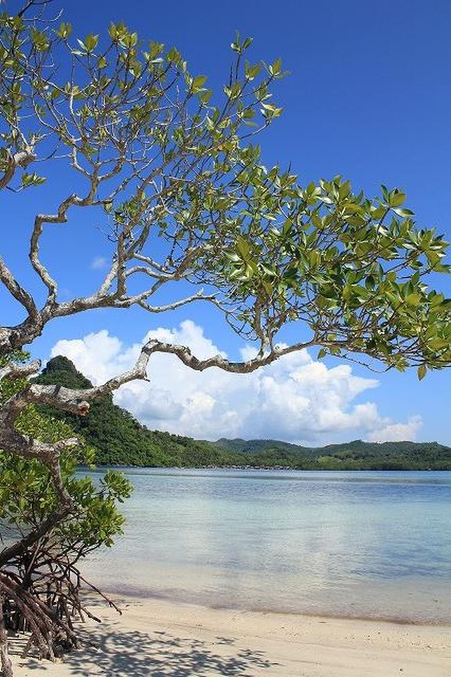 マングローブもありました。