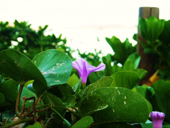 朝の散歩で見つけたヒルガオの花。<br />昼になってなくても咲くんだね。