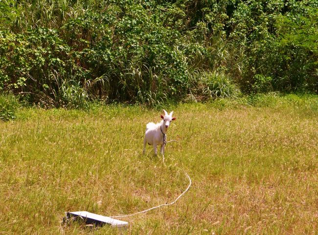 ホテルのまわりでは、ヤギが飼われていました。