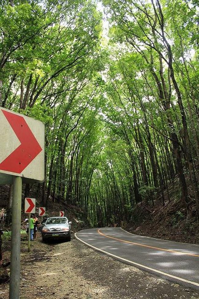 次は・・・途中で通ったマンメイド・フォレストに止まってもらった。<br /><br />その名のとおり、人口の森でなんだか日本的。 <br />別に止まる予定はなかったけど、外に出てみると思いの外綺麗でよかった。 <br />