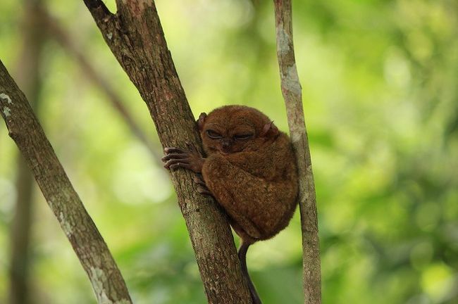 この夜行性のメガネザルは希少種で保護されているとか。 <br />動物園的なのを想像していたら違ったw <br />開放的な空間にリリースされていて、スタッフが監視しているようだった。 <br />
