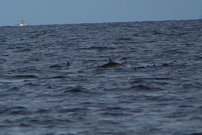 周辺には同業のボートが何隻も。<br />見つけもん勝ちといった感じ。<br /><br />我々は運良くすぐにイルカに出会えました！<br /><br />波に乗っているように泳いでいたのでこの写真が限界・・・<br /><br />数回目撃することができました！<br /><br />見れただけで十分ラッキー！<br />