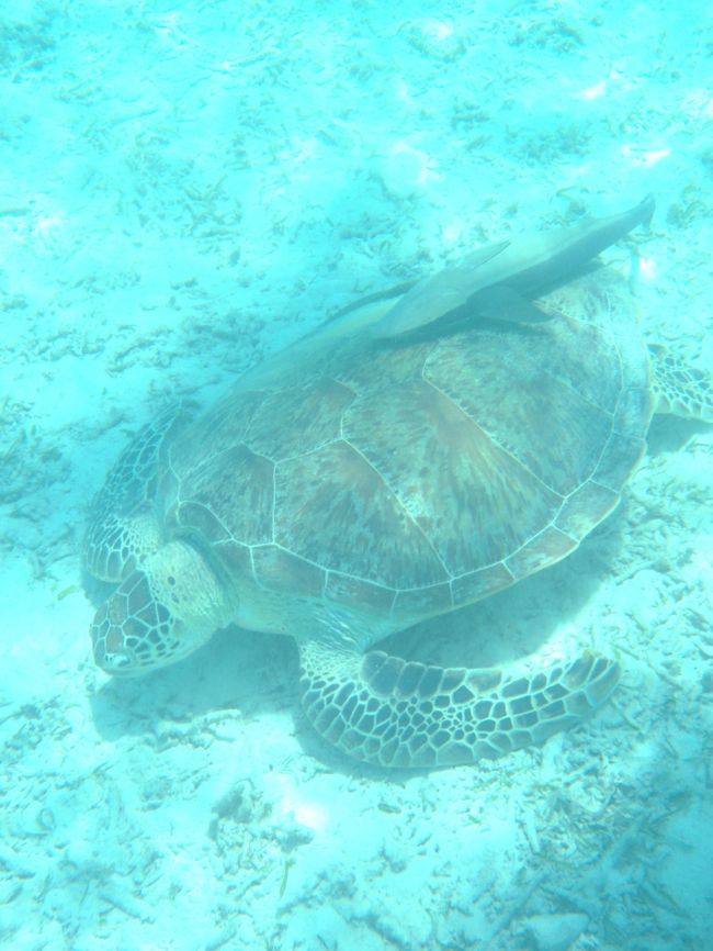 どんなに探しても、なかなか見つからなかったウミガメ。<br /><br />あきらめて帰る準備をしようかな、と思っていた矢先、「ウミガメいたよ〜！」と隣の親子が話しているのを聞いてラストチャンス。<br /><br /><br />いました！！！本当にあきらめないでよかった！<br /><br />何分かに一度、息継ぎのために海面に出てくるのですが、その瞬間を家族全員で見守ることができて、一生の思い出ができました☆