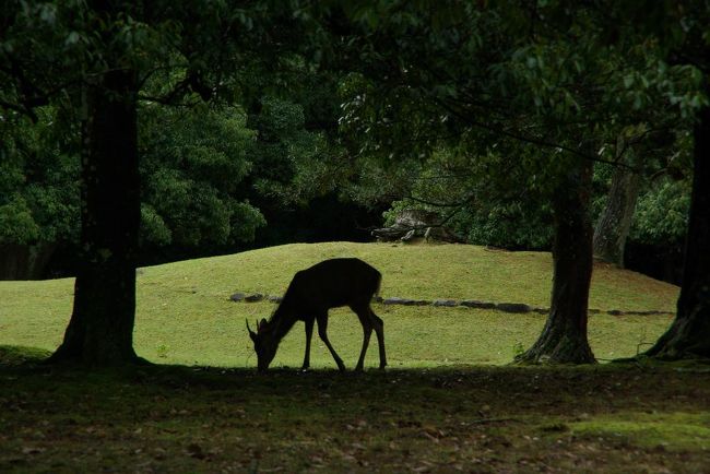 鹿の遅い朝食。。