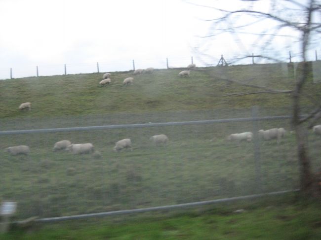 もうすぐ、ヒースロー空港なのに羊が放牧されてます。