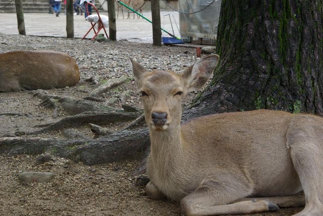 そんなに広くないミュージアムでしたが、一時間以上何度も行ったりきたりして楽しみました。。