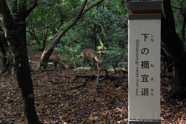 新薬師寺からの帰り、高畑にある旧志賀直哉邸のすぐ前から春日大社参道に抜ける道があります。<br />それが「下のねぎ道」。春日の原野を歩く幻想的な道が約500mほど続きます。志賀直哉も多分歩いた道なんでしょう。。