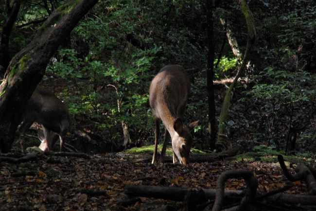 同じ鹿なんですが、この原野にいる鹿は何か神々しく感じられました。。（おわり）