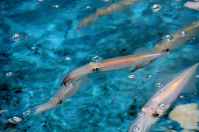 きれいなイカさんたちが元気よく泳いでおります。