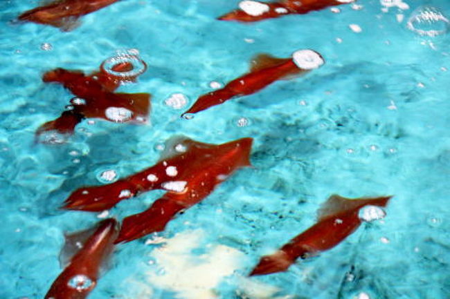 お兄さんが網ですくおうとすると、真っ赤に変身!!　すごい!!<br />