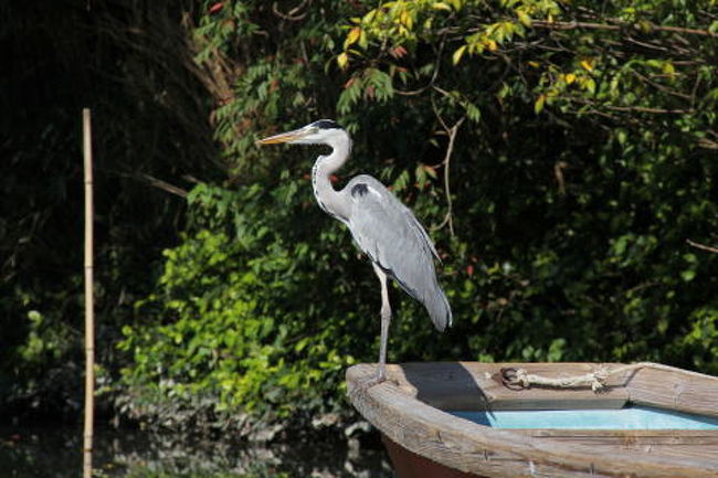 作り物かと思ったら、本物でした！<br />