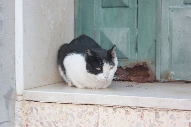 何を考えているんだろうね。